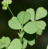Image of taxon representative. Author is Татьяна Мальчинская