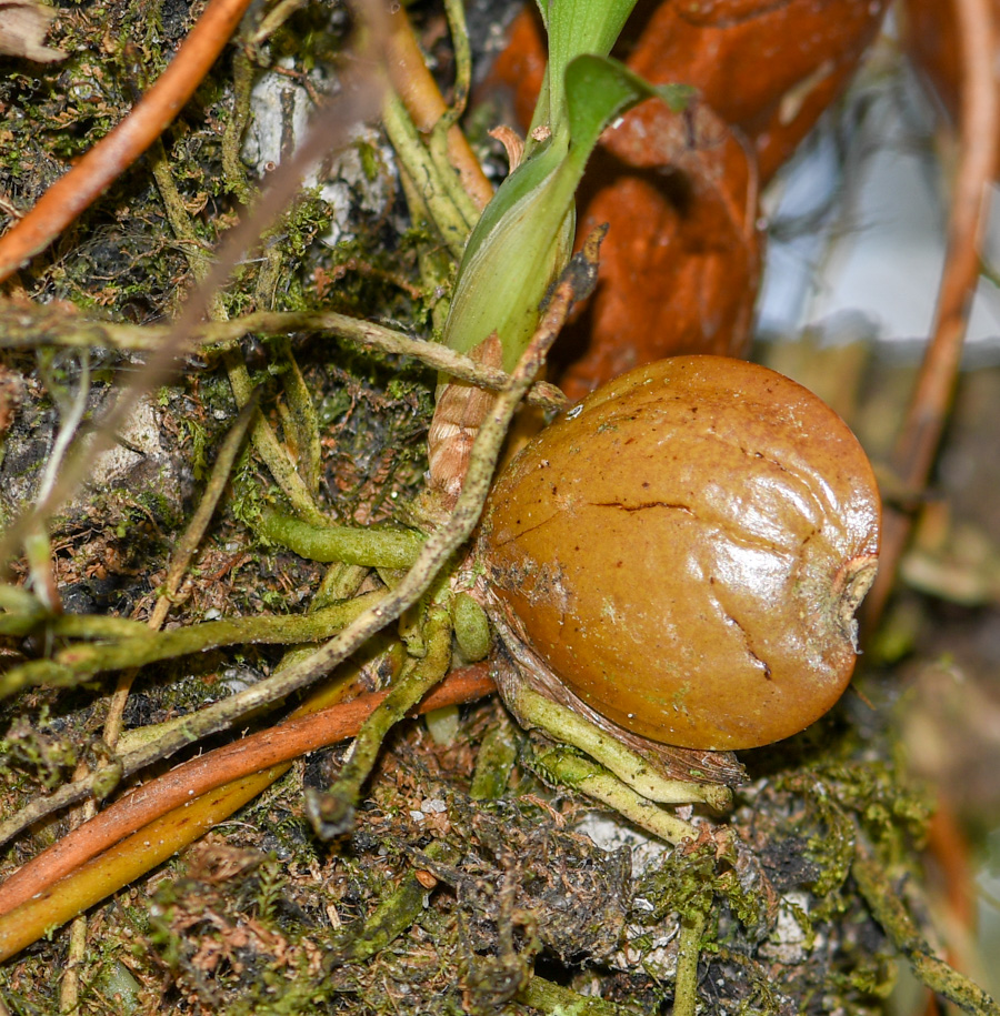 Image of familia Orchidaceae specimen.