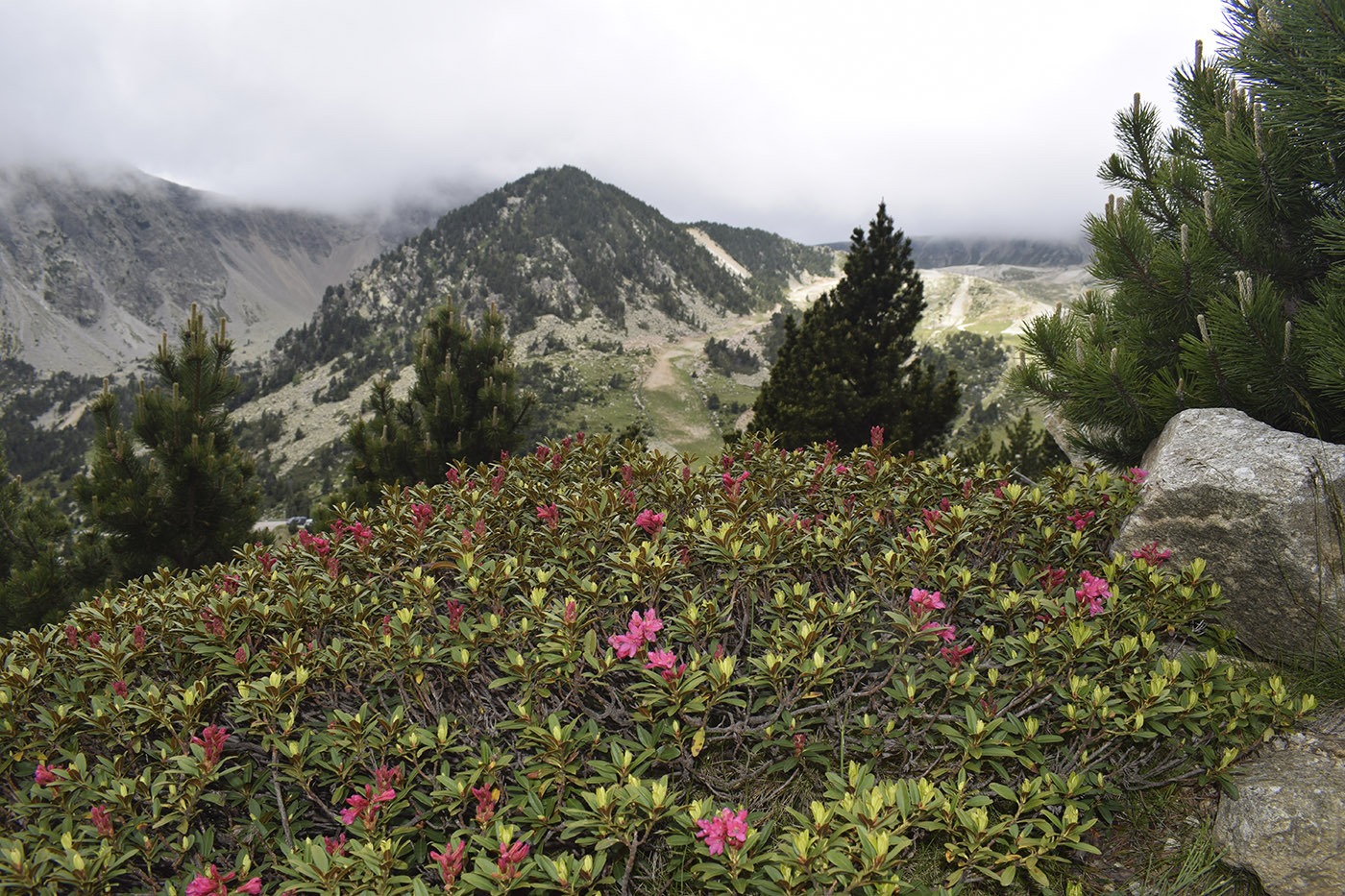 Изображение особи Rhododendron ferrugineum.