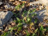 genus Astragalus. Часть плодоносящего растения (видно соцветие Atractylis cancellata). Греция, Эгейское море, о. Сирос, окр. пос. Вари (Βάρη), вост. берег зал. Вари, незастроенный каменистый холм. 19.04.2021.