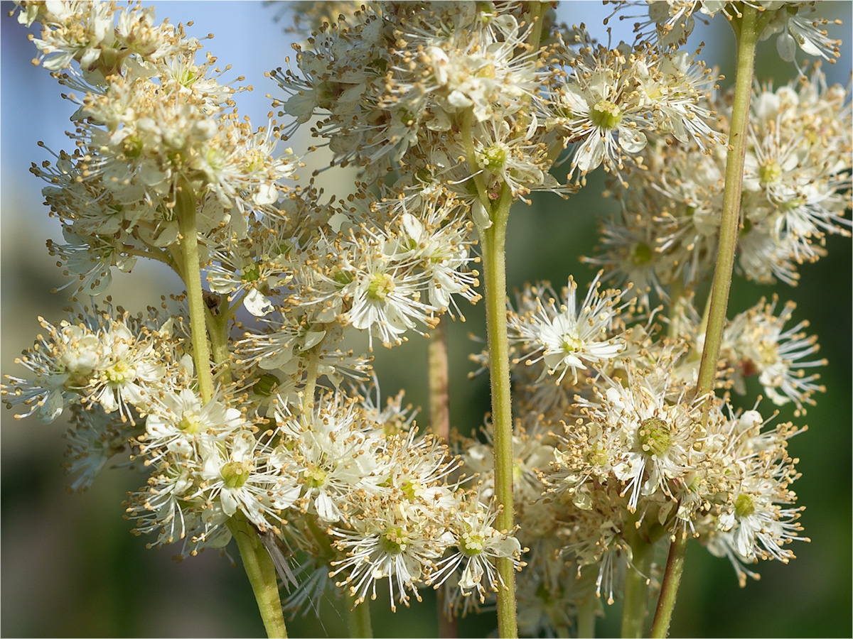 Image of Filipendula ulmaria specimen.