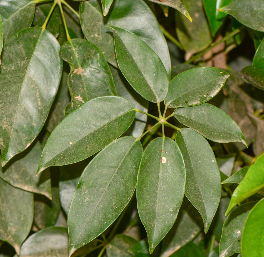 Изображение особи Schefflera digitata.