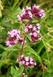 Origanum vulgare. Соцветие. Юго-восточный Казахстан, хр. Кетмень, 6 августа 2007 г.