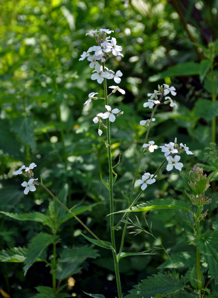 Image of Hesperis sibirica ssp. pseudonivea specimen.