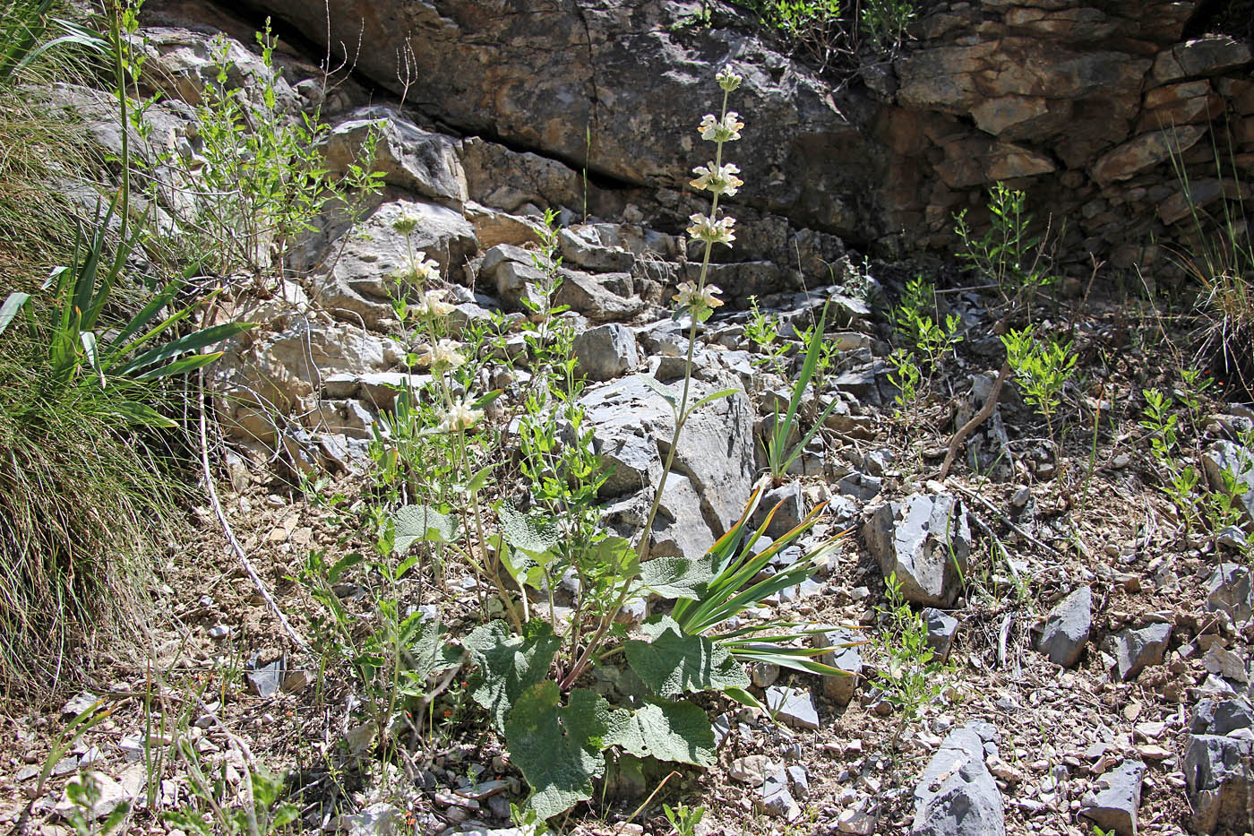 Image of Phlomoides stellata specimen.