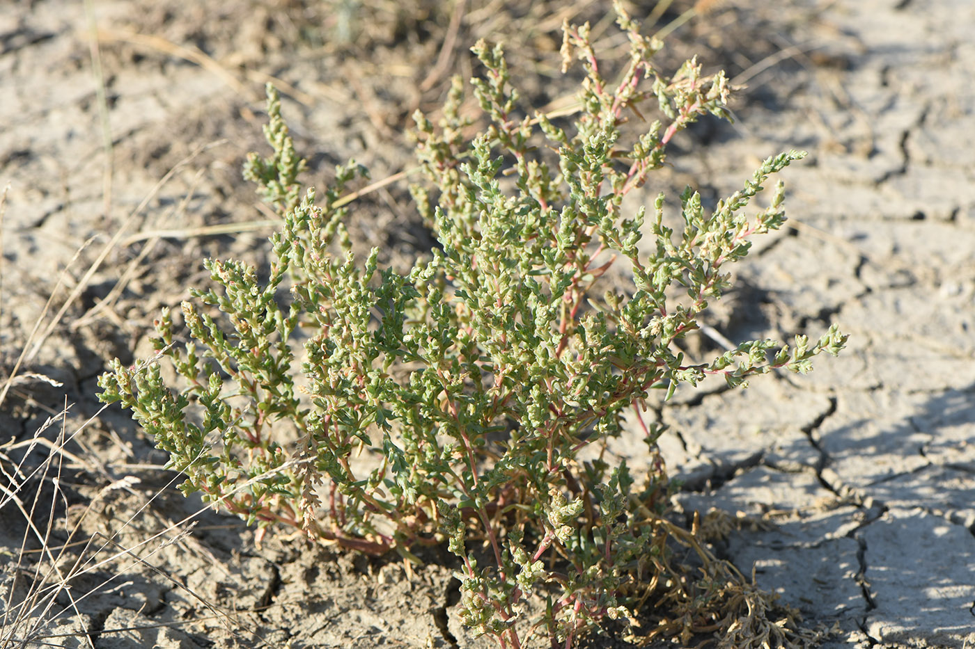 Image of Petrosimonia oppositifolia specimen.