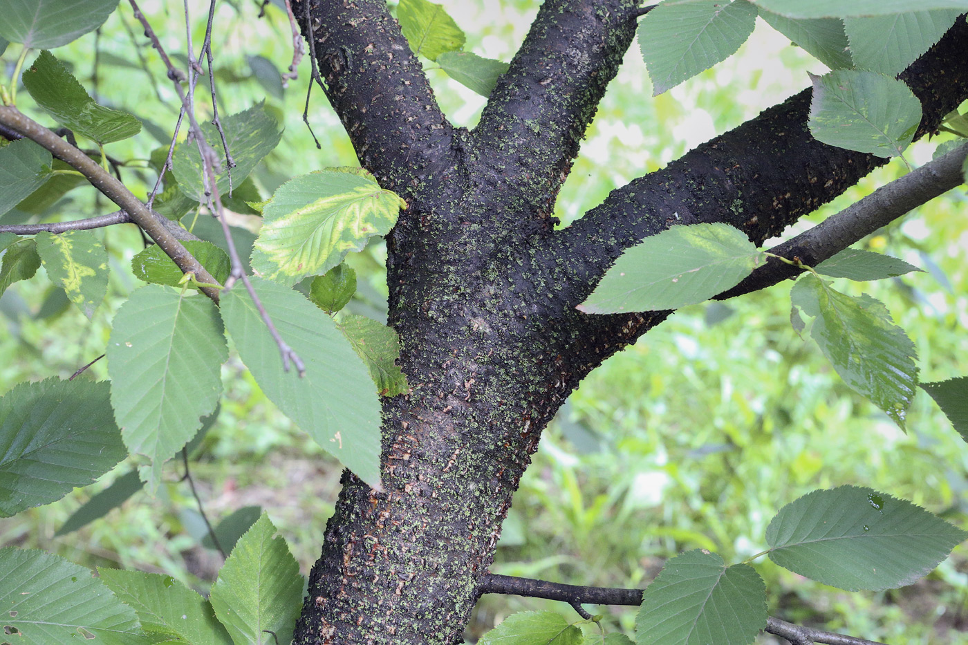 Image of Betula alleghaniensis specimen.