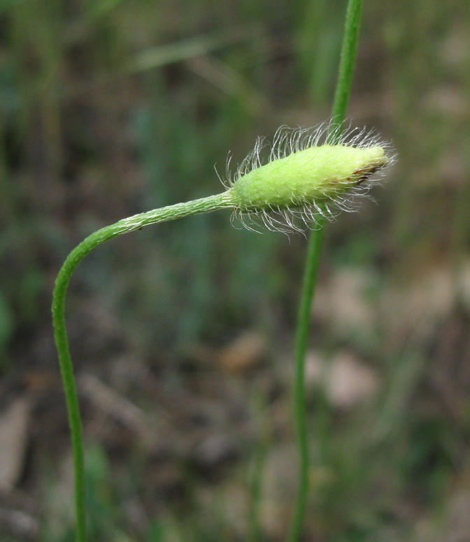 Image of Papaver albiflorum specimen.