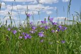 Campanula altaica. Верхушки цветущих растений. Белгородская обл., Губкинский р-н, заповедник \"Белогорье\", участок \"Ямская степь\". 28.05.2021.