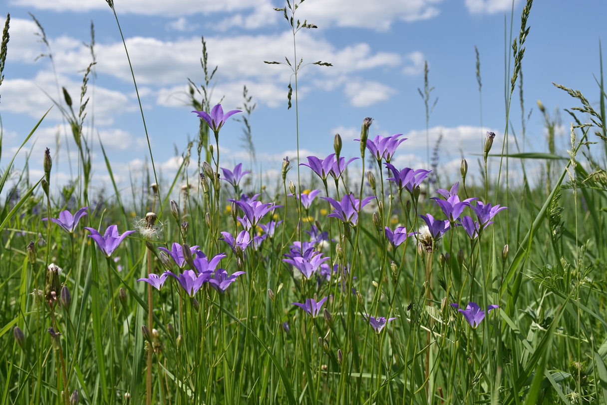 Изображение особи Campanula altaica.