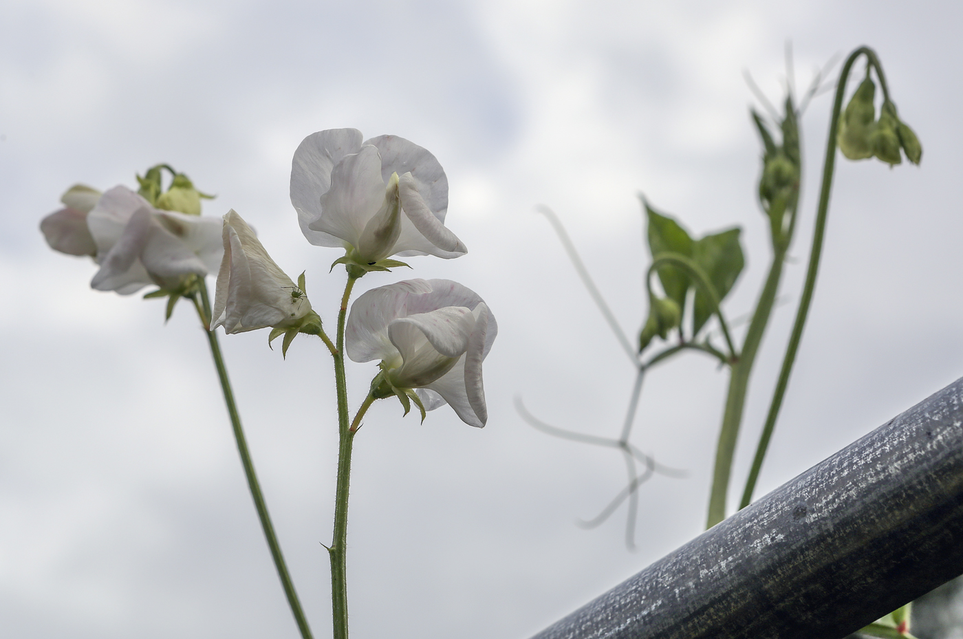 Изображение особи Lathyrus odoratus.