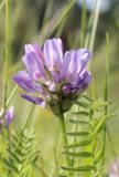 Astragalus danicus
