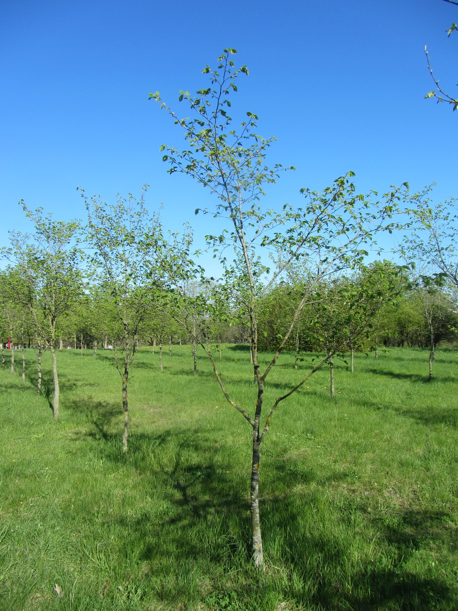 Изображение особи Ulmus laevis.