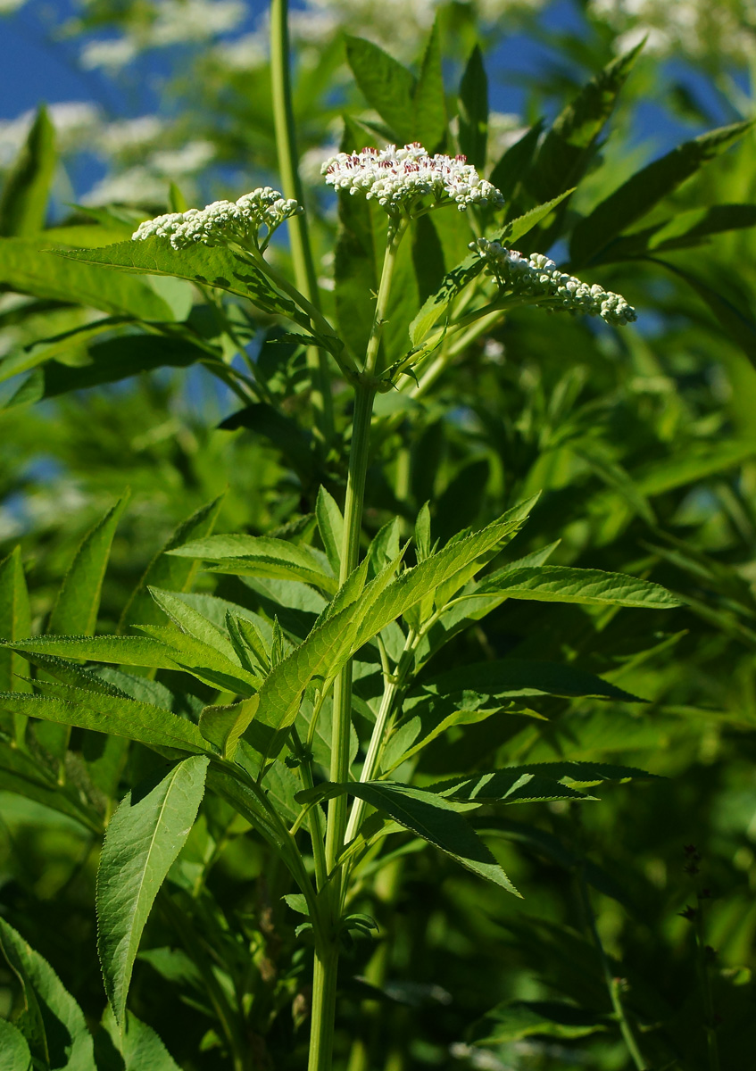 Изображение особи Sambucus ebulus.