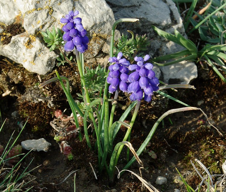 Изображение особи Muscari armeniacum.