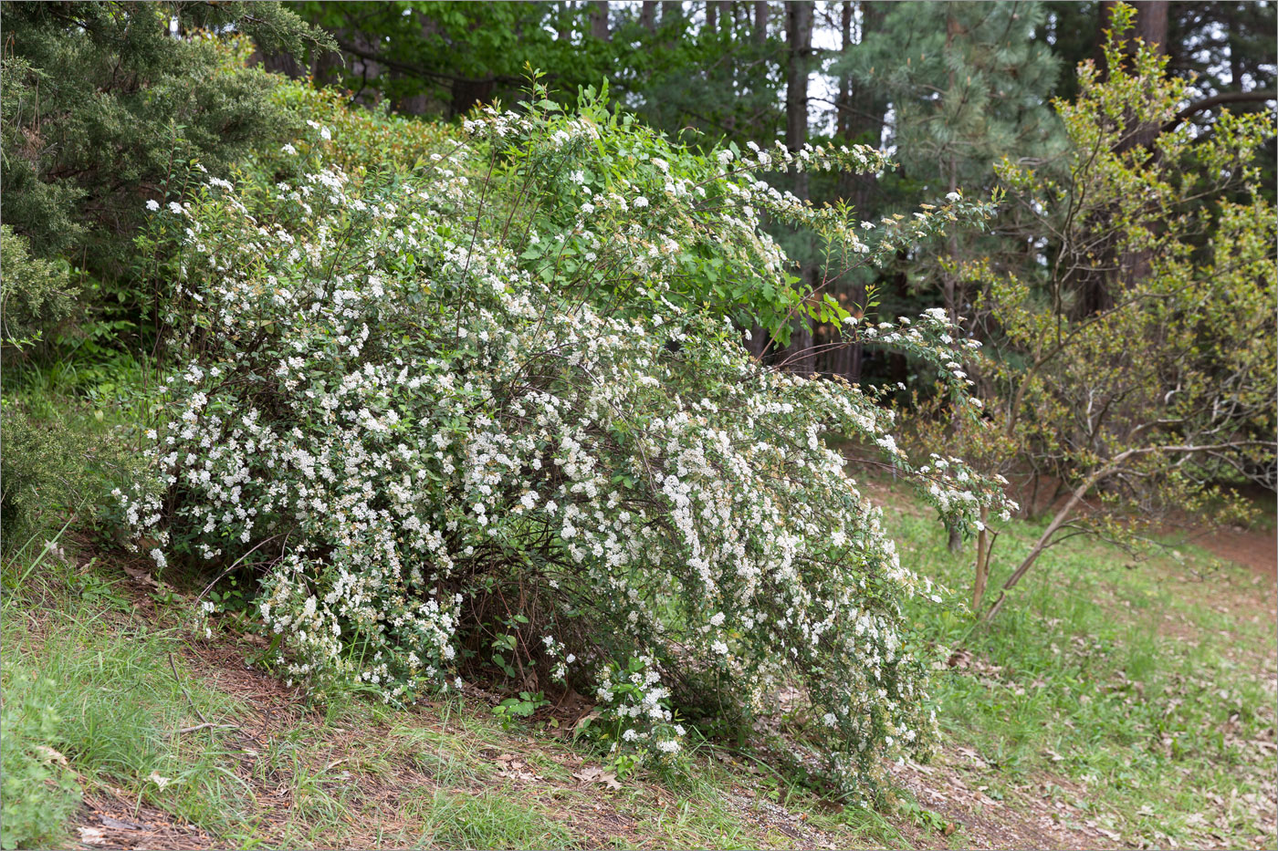 Изображение особи род Spiraea.