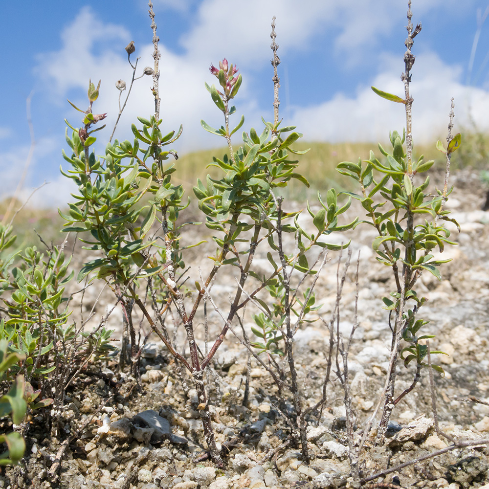 Изображение особи Thymus pulchellus.