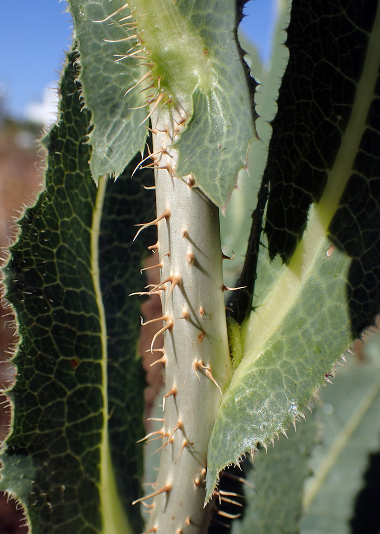 Изображение особи Lactuca virosa.