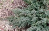 Juniperus sabina. Ветви. Москва, Лефортово, ул. Авиамоторная, в культуре. 10.04.2022.