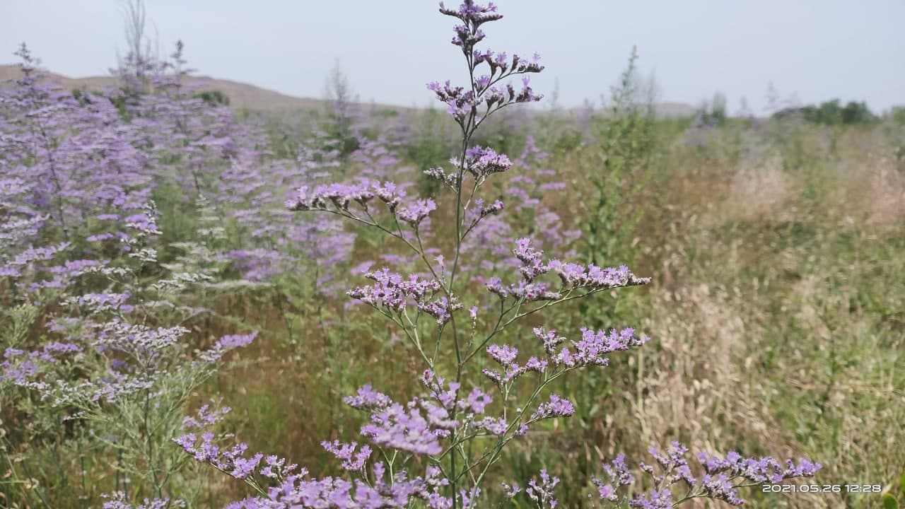 Image of Limonium otolepis specimen.