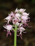 Orchis simia