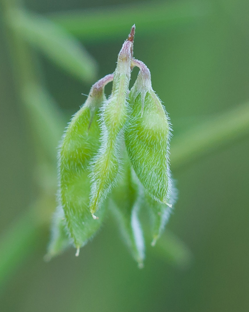 Image of Vicia hirsuta specimen.