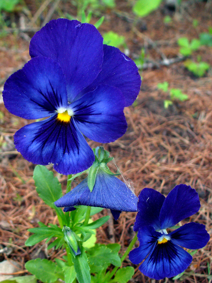 Изображение особи Viola wittrockiana.