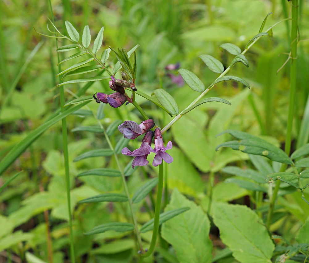 Image of Vicia sepium specimen.