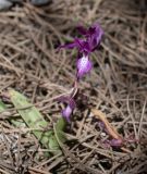 Orchis anatolica