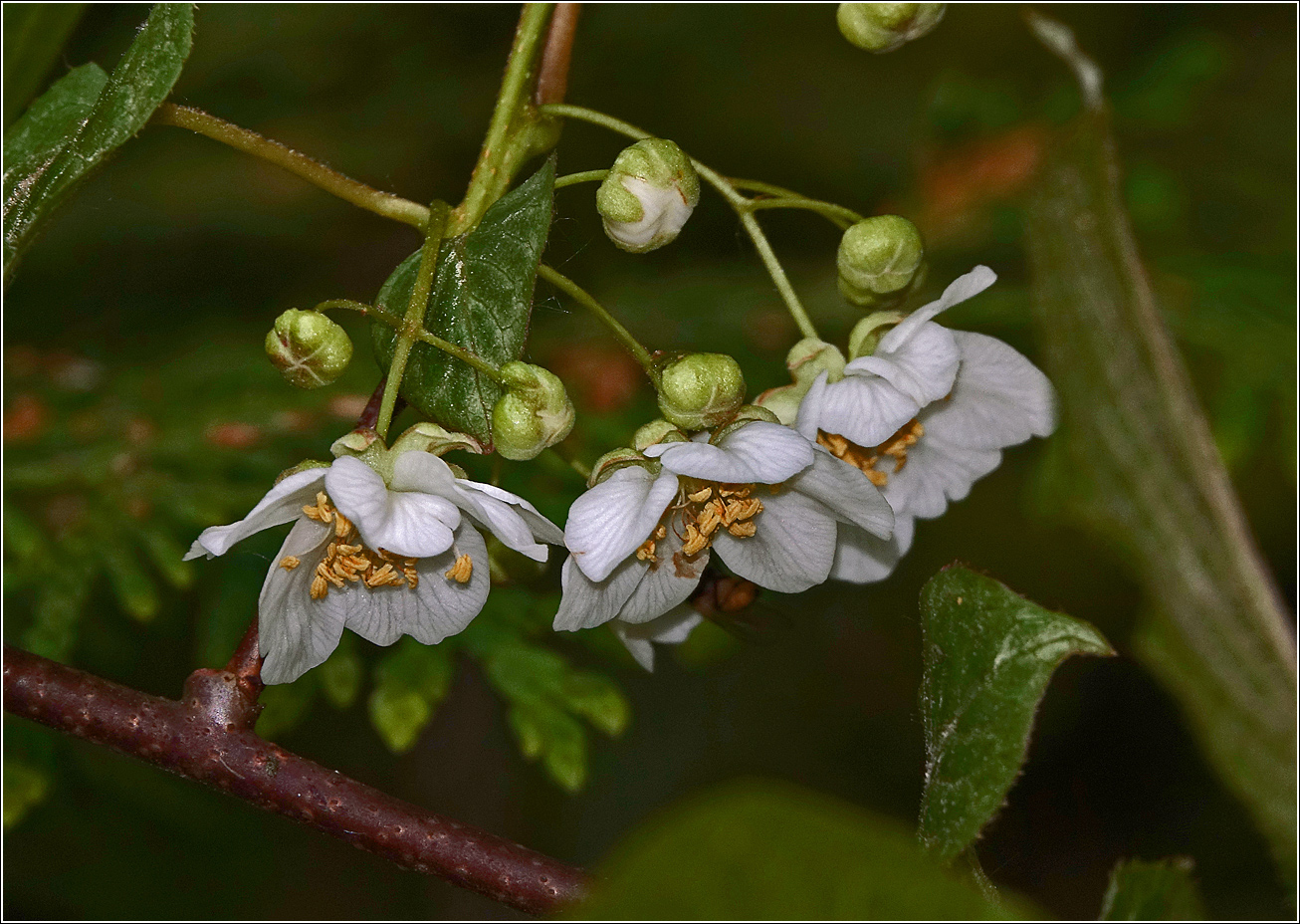 Изображение особи Actinidia kolomikta.