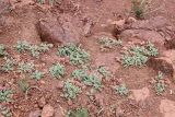 Oxytropis fedtschenkoana