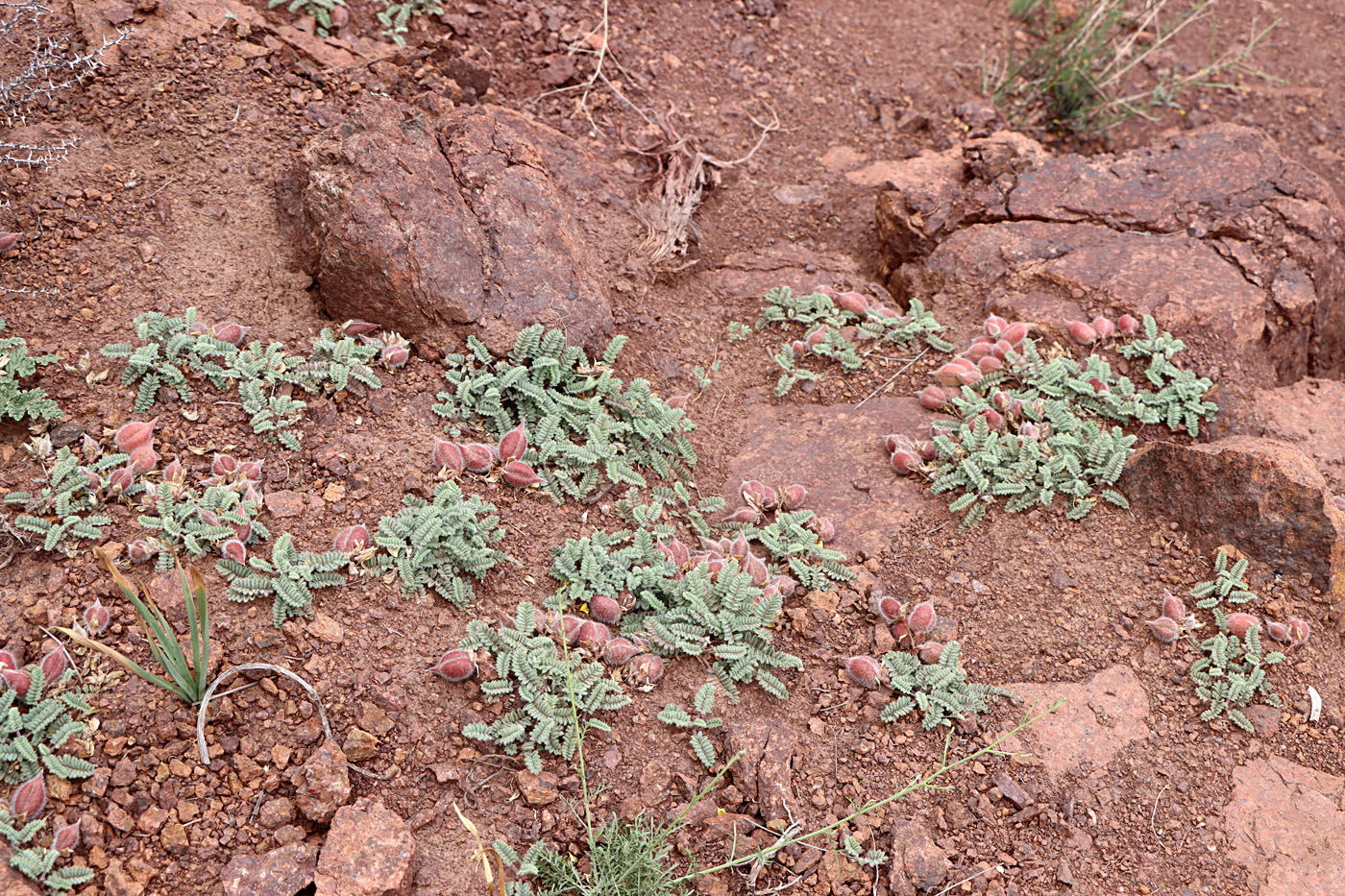 Image of Oxytropis fedtschenkoana specimen.