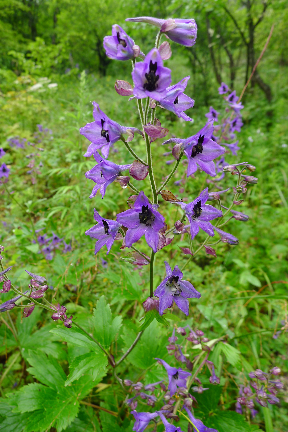 Image of Delphinium maackianum specimen.