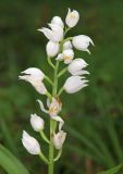 Cephalanthera longifolia