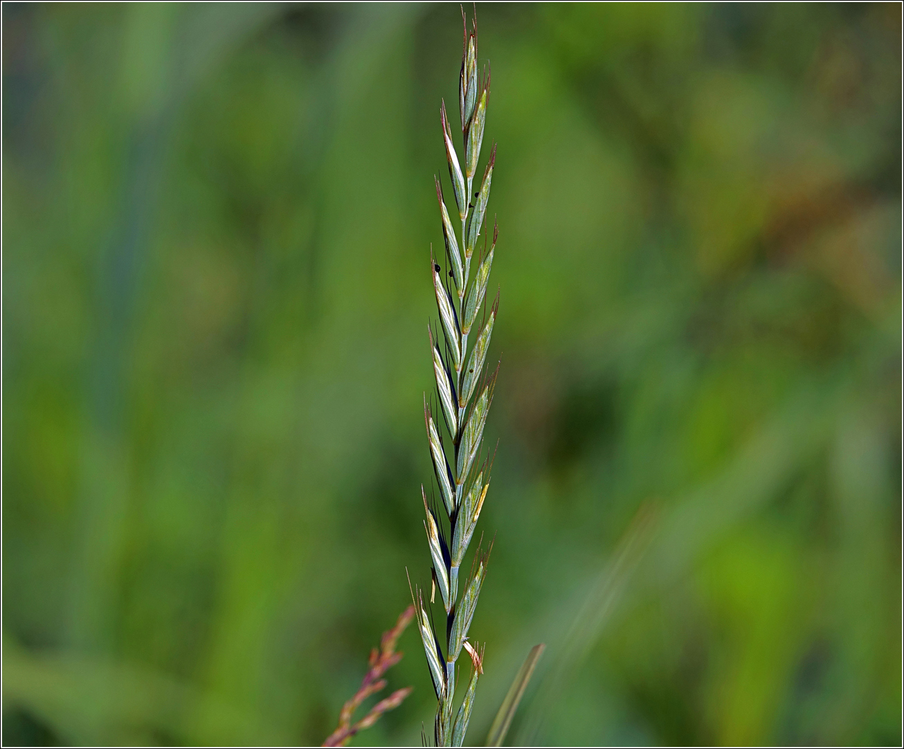 Image of Elytrigia repens specimen.