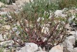 Oxybasis glauca