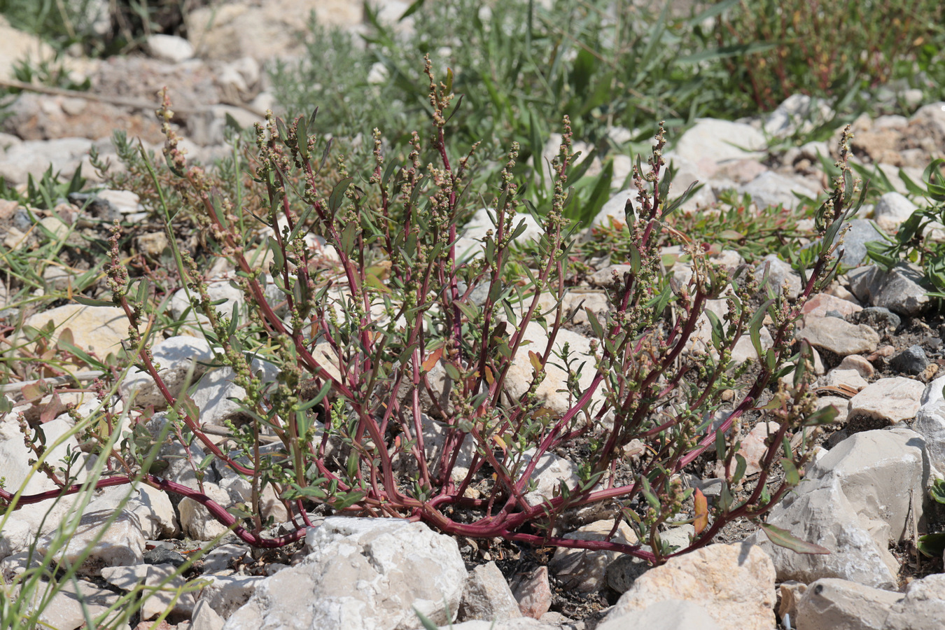 Image of Oxybasis glauca specimen.