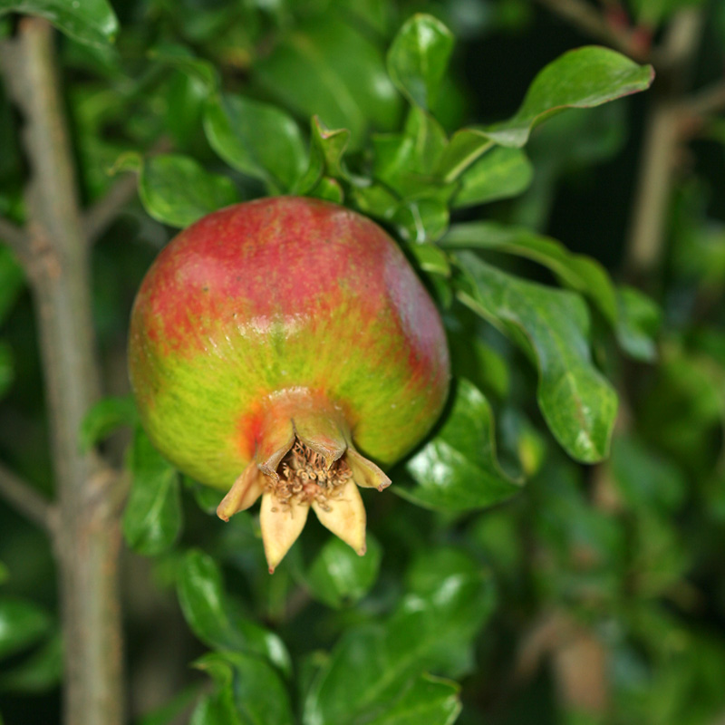 Image of Punica granatum specimen.
