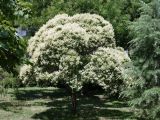 Ligustrum lucidum. Цветущее дерево. Крым, Южный Берег, г. Алушта, в культуре. 16.07.2021.