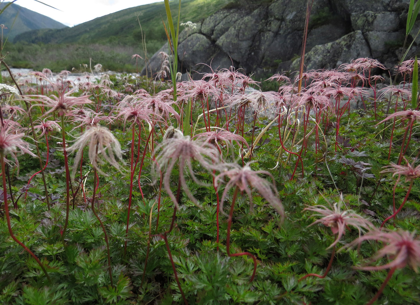 Image of genus Sieversia specimen.