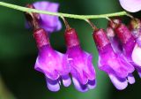 Vicia woroschilovii