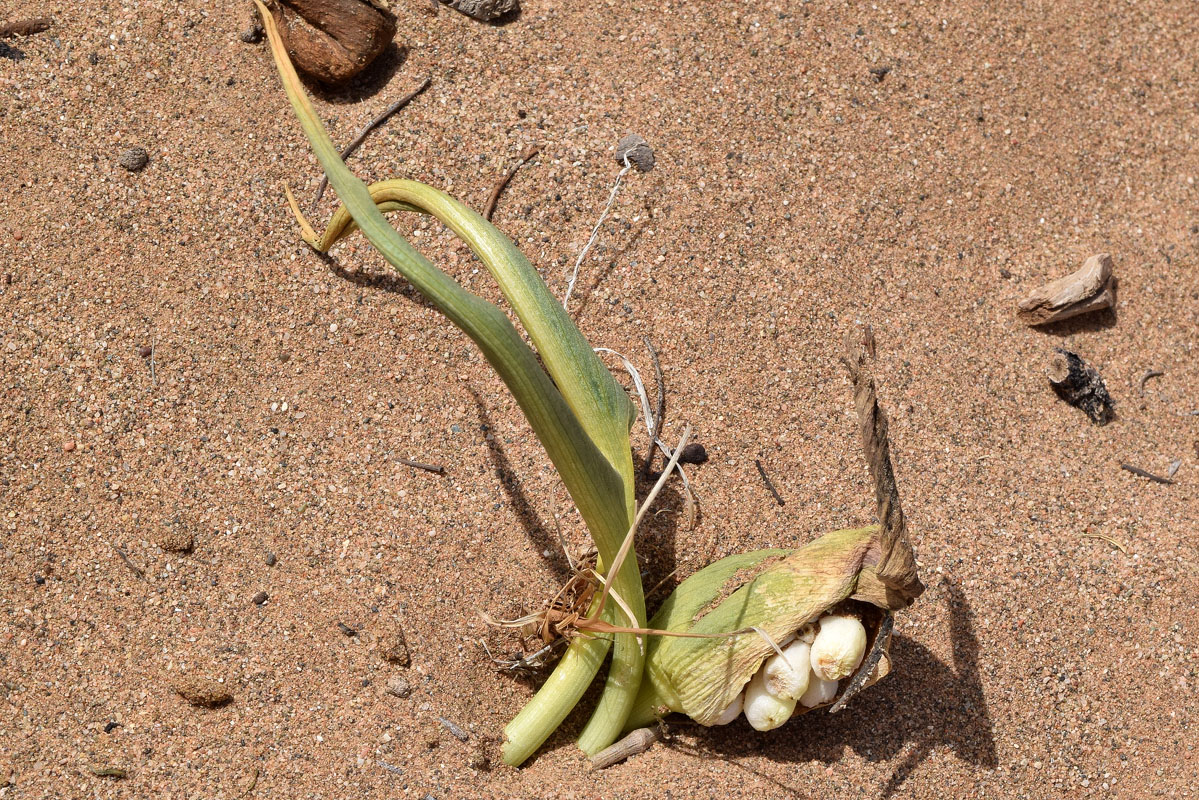 Image of Eminium lehmannii specimen.