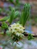 Larix sibirica