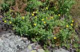род Potentilla. Цветущие растения. Армения, обл. Гегаркуник, берег оз. Севан, окр. монастыря Севанаванк, ≈ 1900 м н.у.м., у развалин каменной стены. 23.06.2022.
