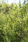 Pedicularis palustris