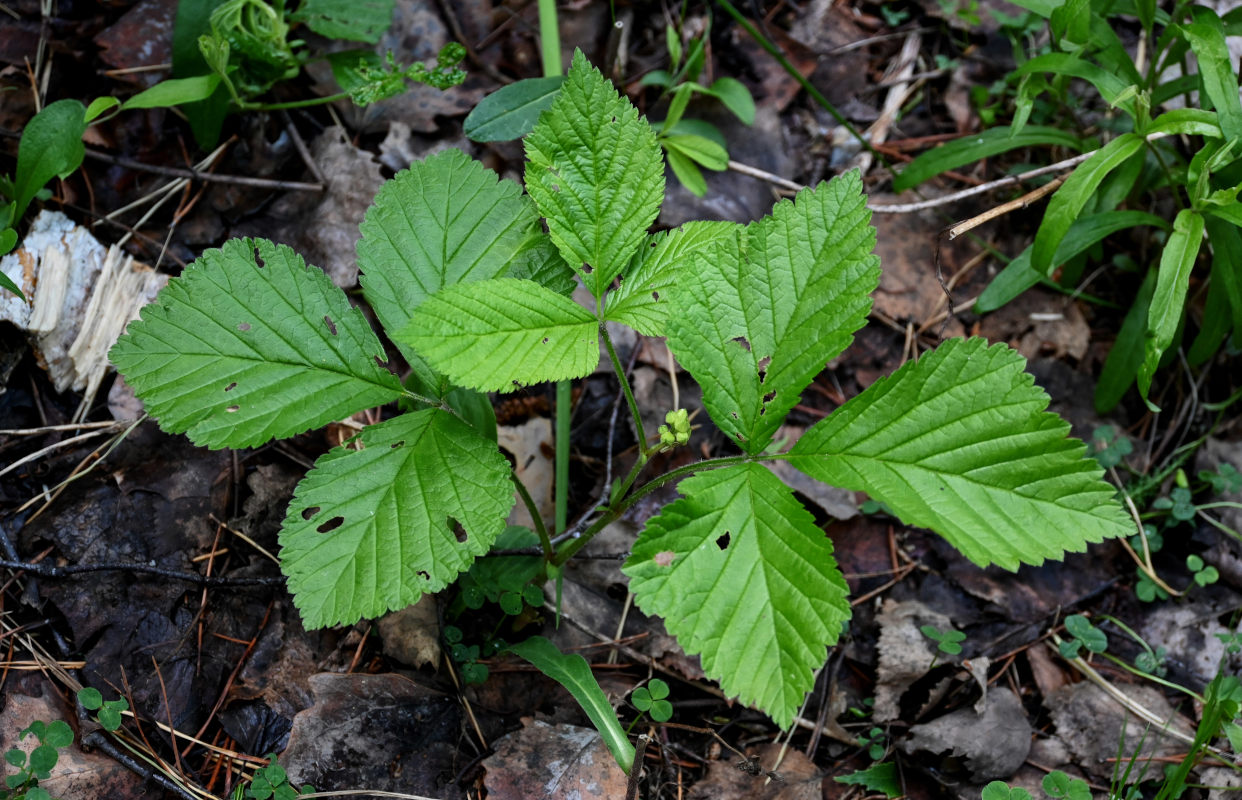 Image of Rubus saxatilis specimen.