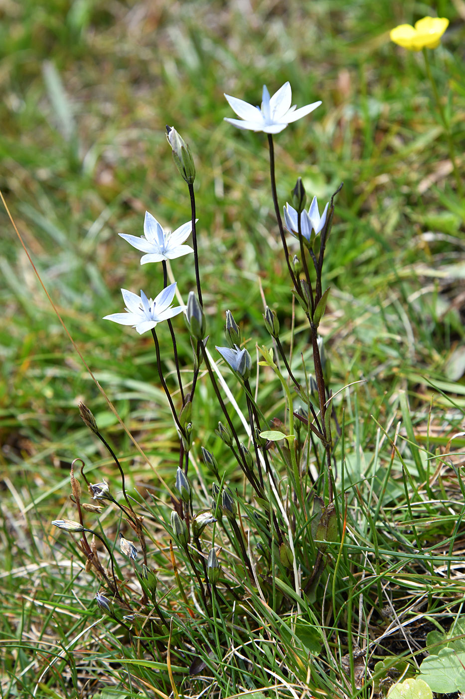 Изображение особи Lomatogonium carinthiacum.