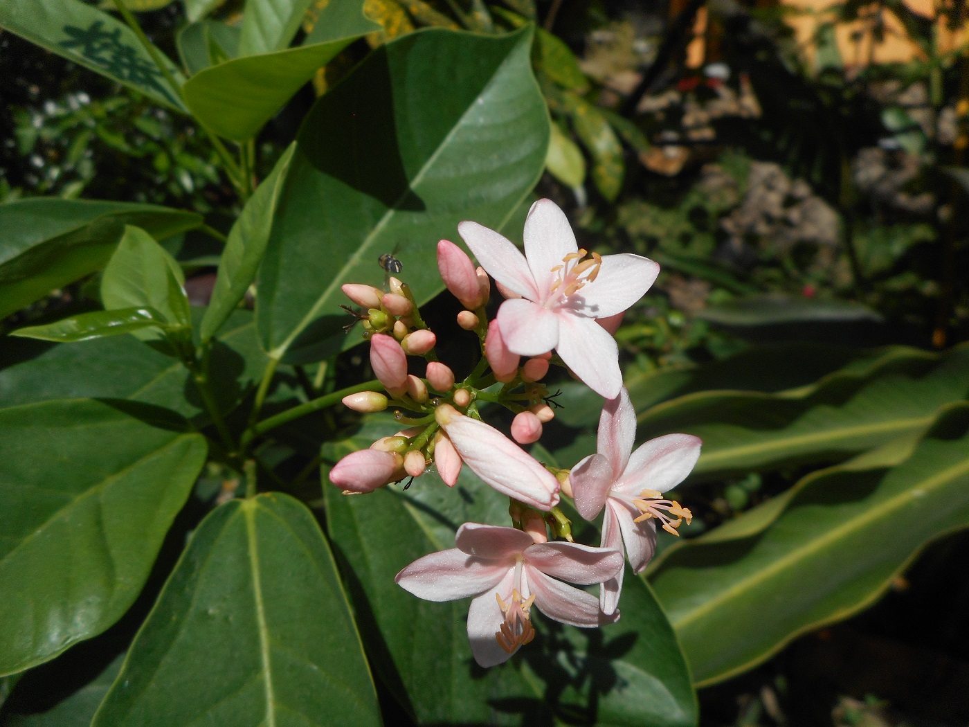 Image of Jatropha integerrima specimen.