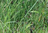 Equisetum variegatum. Верхушки побегов со стробилами. Республика Алтай, Кош-Агачский р-н, Северо-Чуйский хр., верховье р. Актру, сырой берег ручья. 09.07.2022.