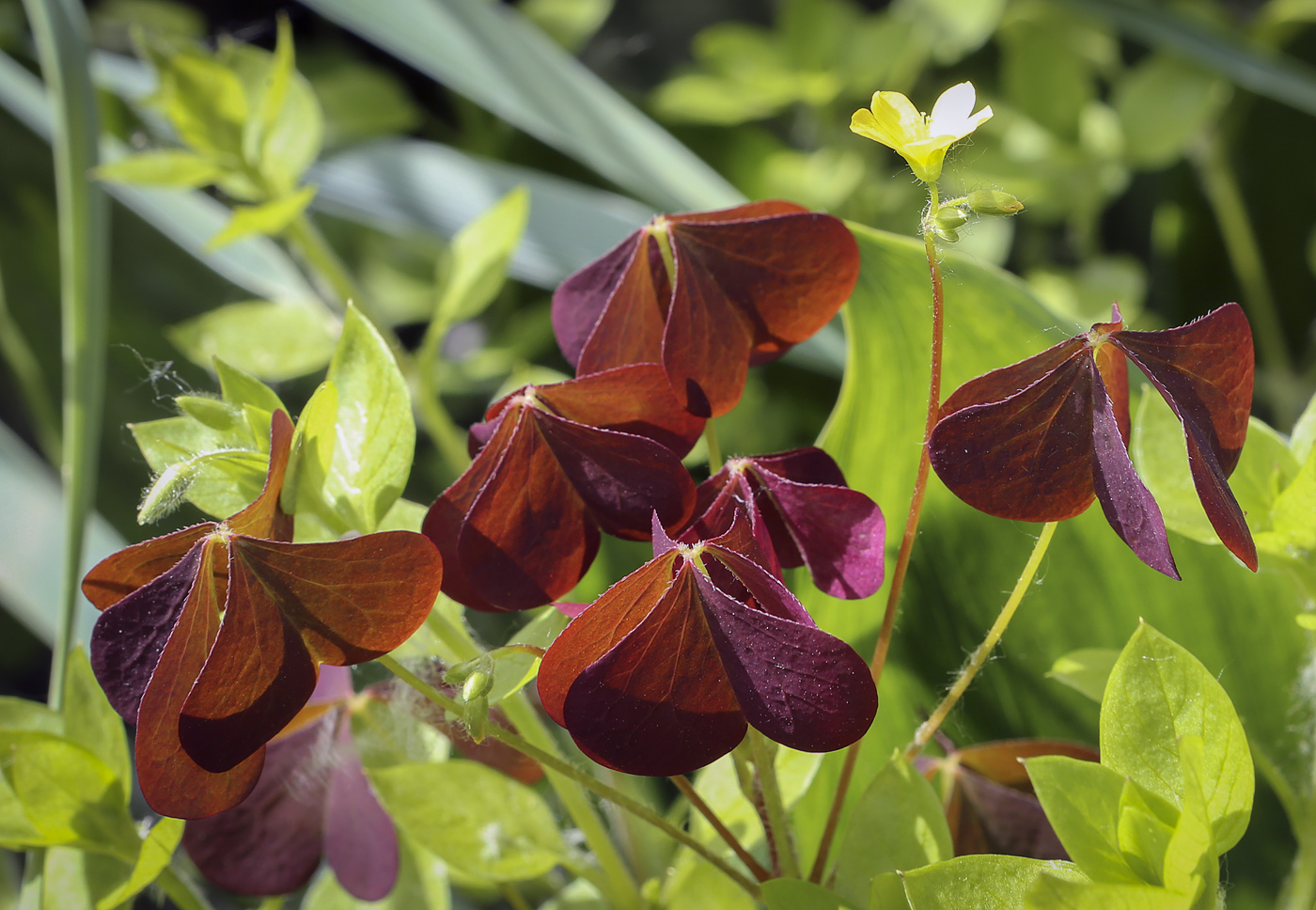 Изображение особи Oxalis stricta.